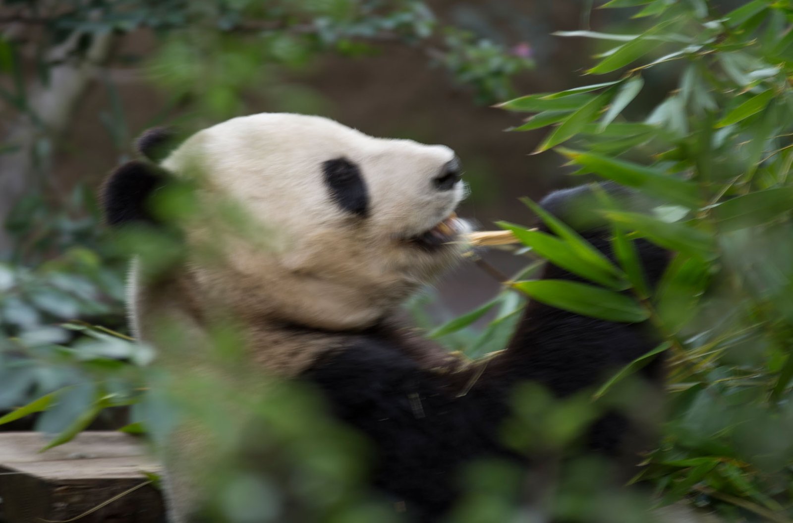 San Diego Zoo Part I 183